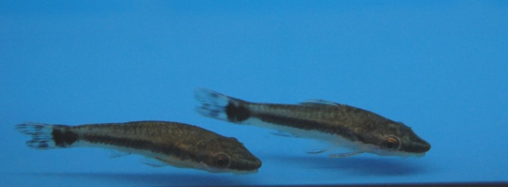 Otocinclus Otosek ryby akwariowe