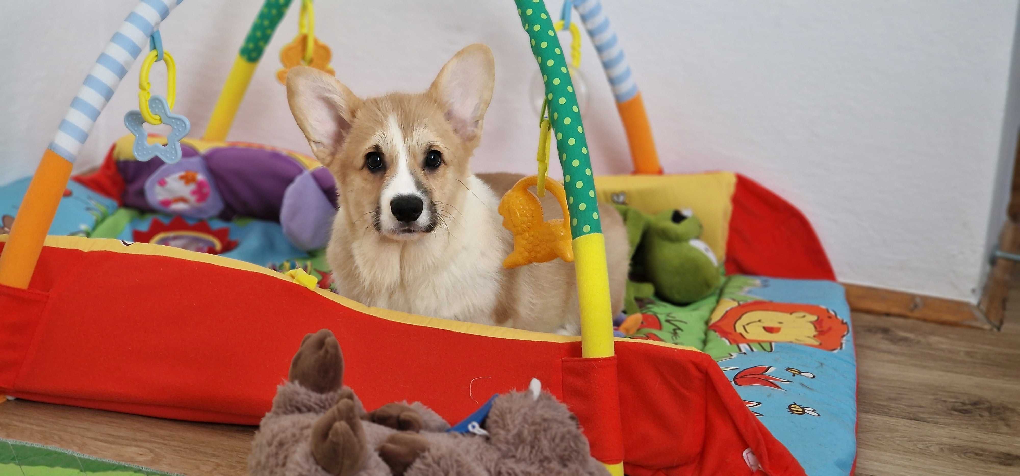 Welsh Corgi Pembroke,  Naturalny Bobtail,  piesek