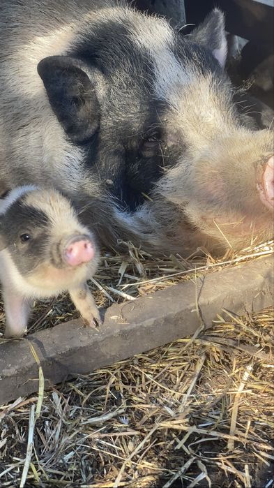 Mini-Porcos Pretos e Malhados (Aceitamos troca por galinhas!)
