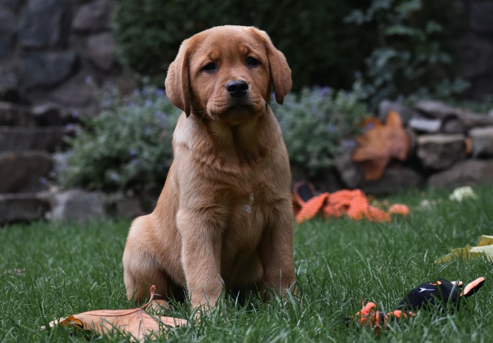 Хлопчик фоксред лабрадор