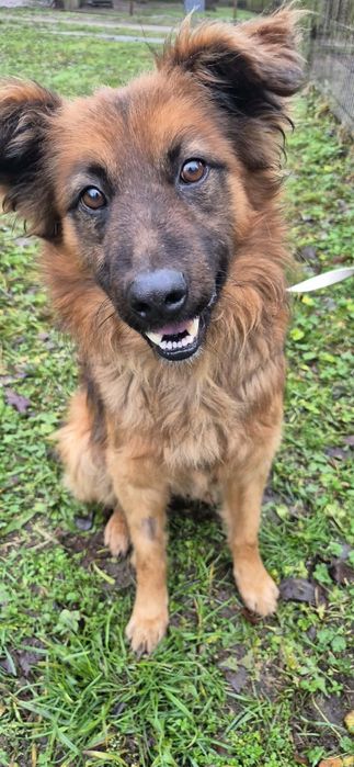 Cudowny psiak do adopcji