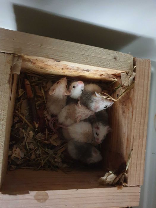 Мастомис, наталийская / натальская многососковая мышь