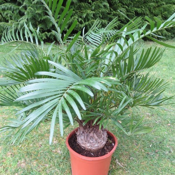 Cycas floriana palmeiras