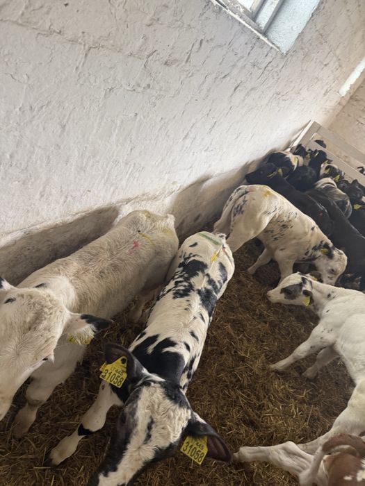 Byczki i jalowki startery