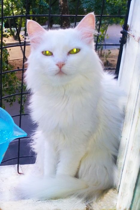 Белочка - нежная, хрупкая, чисто белая пушистая молодая кошка-ангора