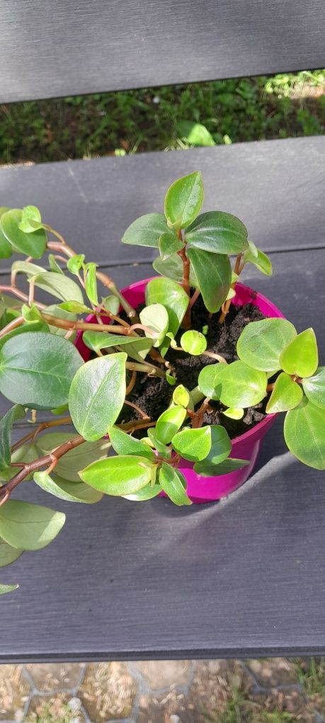 Kwiat Kwiatek Peperomia