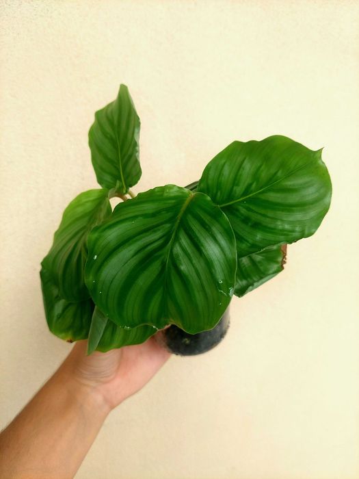 Planta Calathea orbifolia
