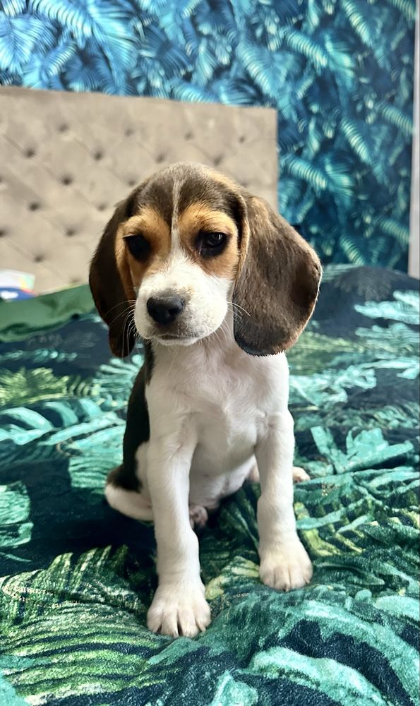 Suczka beagle gotowa do odbioru z Rodowodem