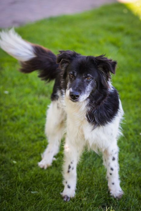 Przepiękny chłopiec w typie border collie czeka na dom