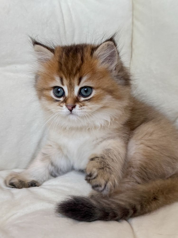 Шотландський котик, scottish straight, шотландські кошенята