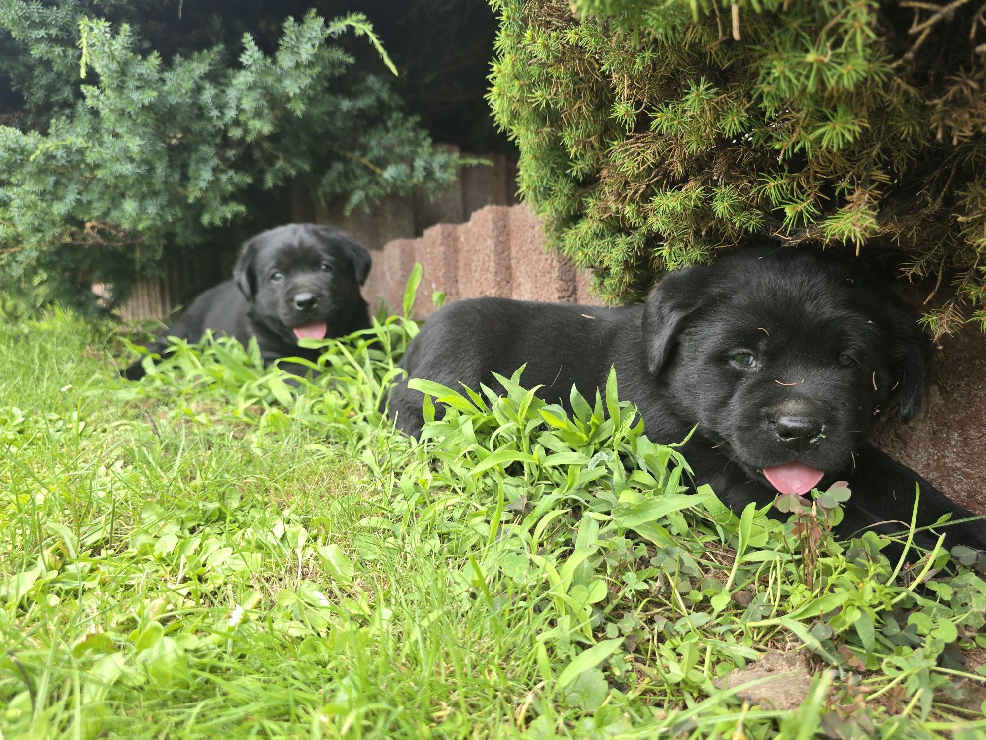 Labrador Retriever! Czarny, grubej kości szczeniak!