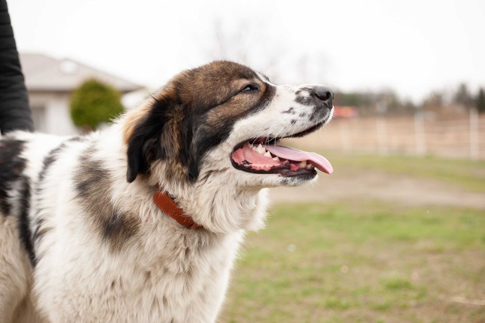 Tornjak Bośniacko Chorwacki pies pasterski reproduktor
