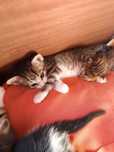 São 7 gatinhos com pouco tempo de vida 4 já com 1 mês e 3 com 3 semana