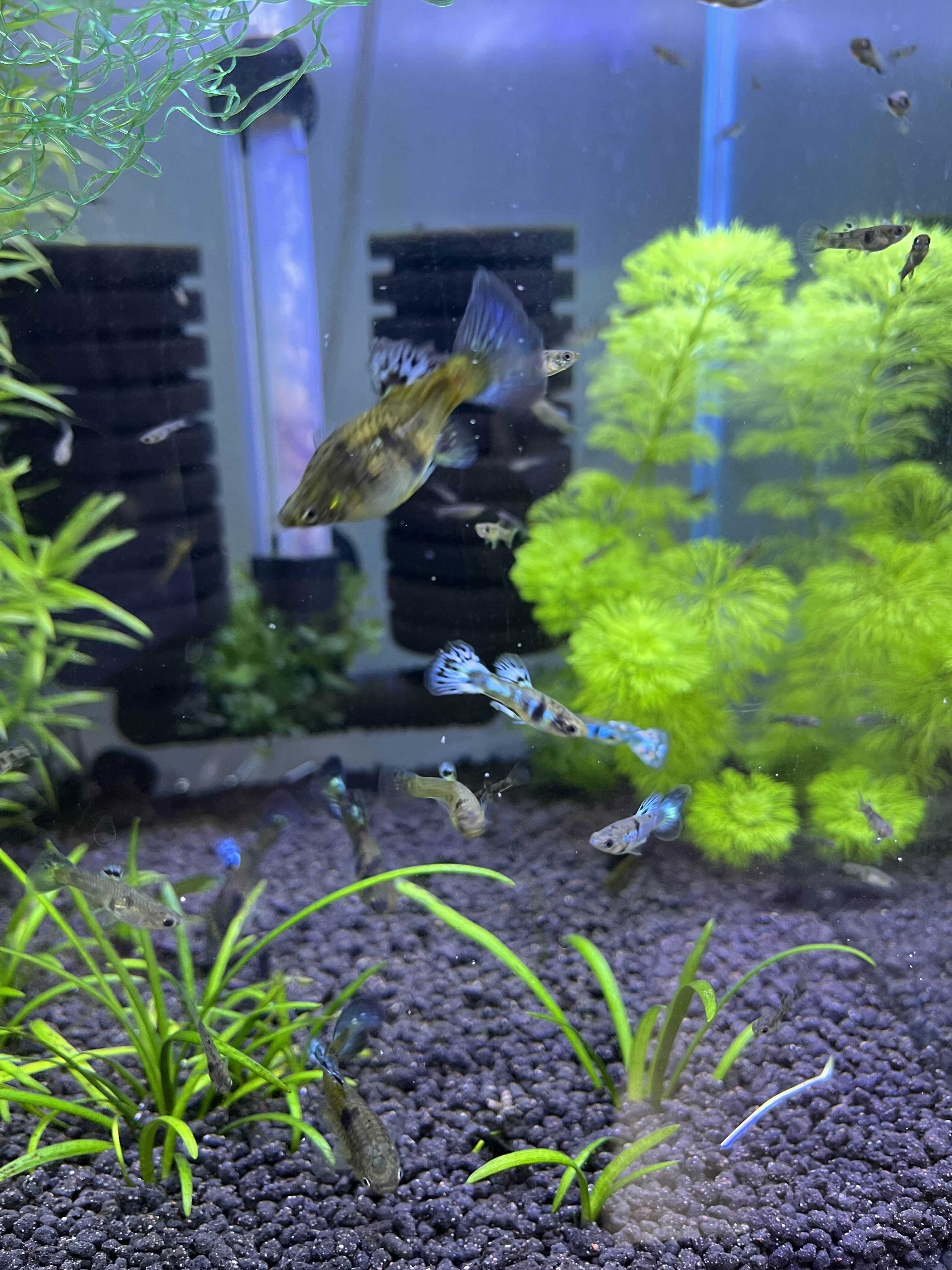 Gupiki Lazuri Tiger King Cobra