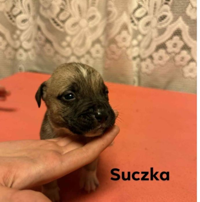 oddam w dobre ręce szczeniaki rasy pitbull