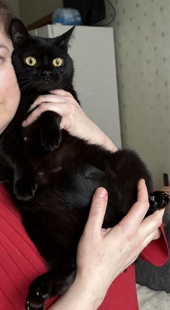 Кошечка Лилу 1.5г плюшевая черная кошка очень ласковая!