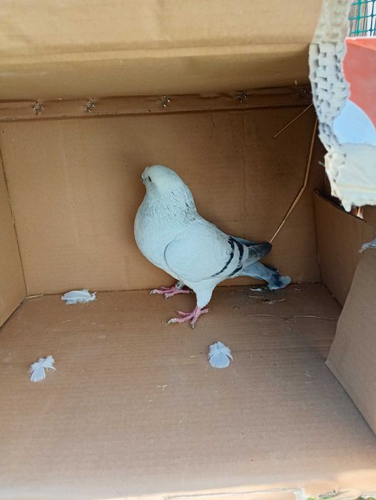 Sprzedam gołębie STANDARDY