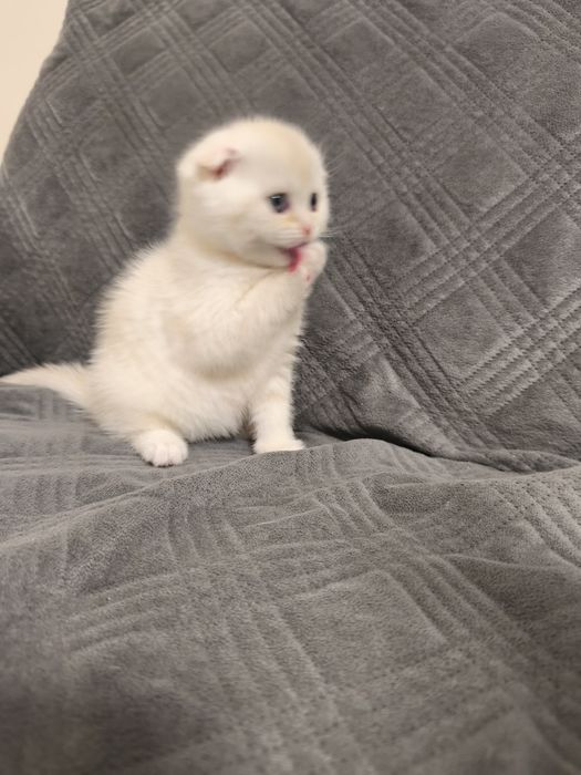 Gatinho Scottish fold