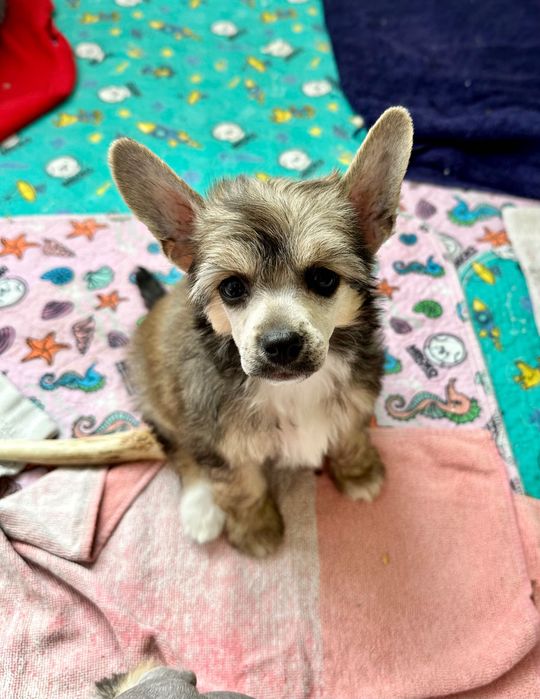 Suczka MAM DZISIAJ SZCZĘŚCIE Akizabo chiński grzywacz ZKwP FCI