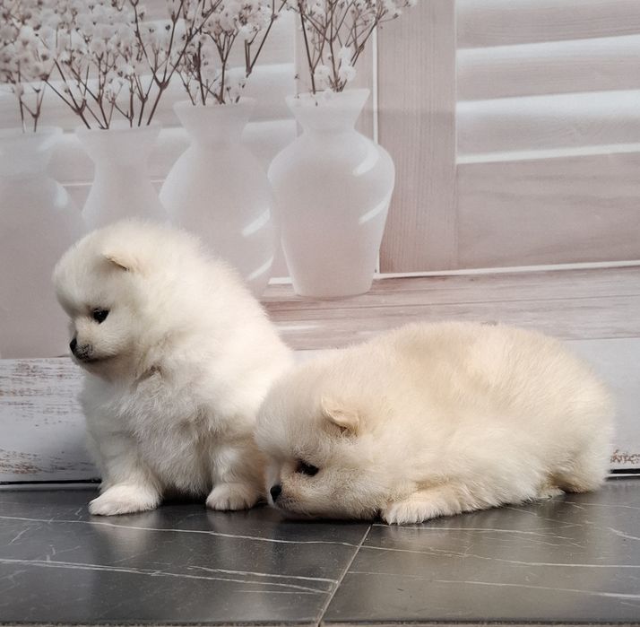 Померанський шпІц