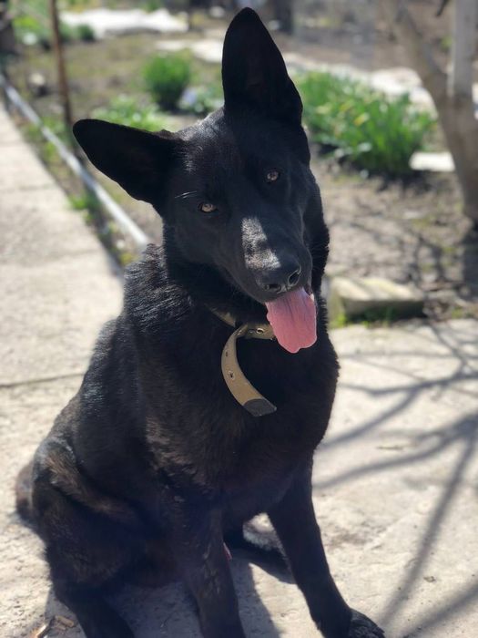 Віддам чорну дорослу вівчарку