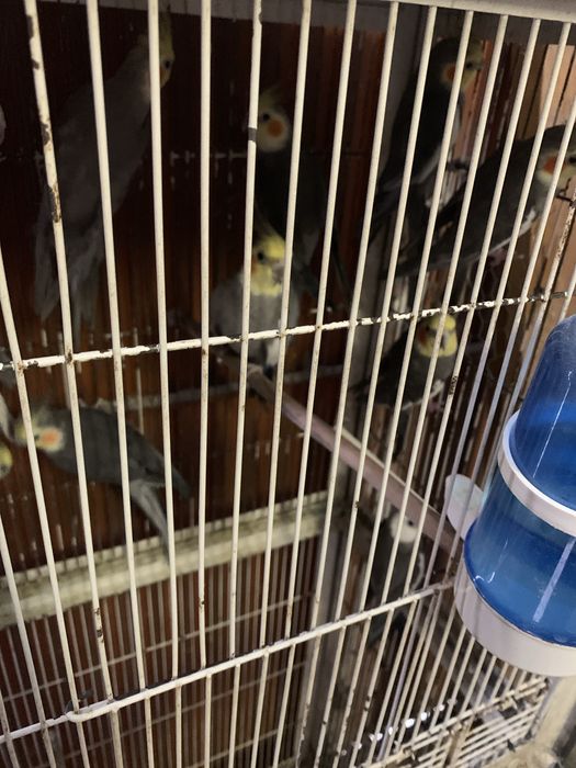 caturras nao domesticadas