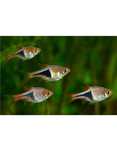 Rasbora Harlequim 3-4cm