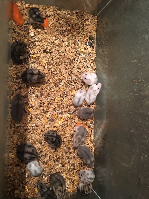 Джунгарские хомячки