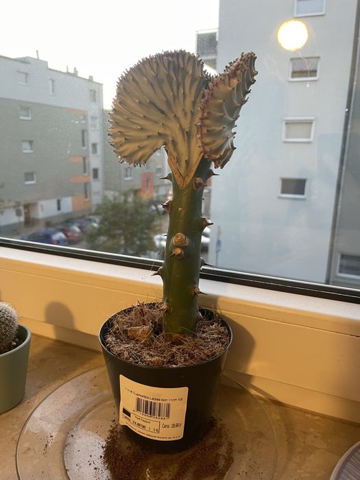 kaktus euphorbia lactea don