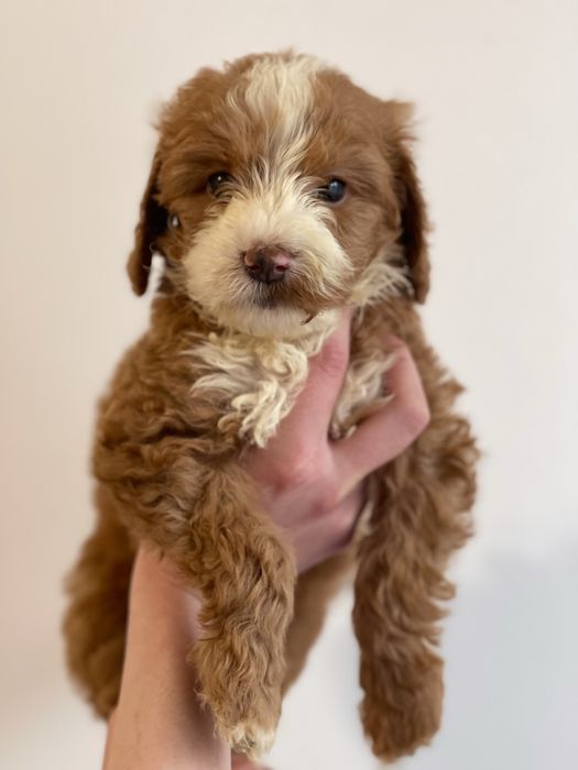 Goldendoodle f1b Medium - badania genetyczne