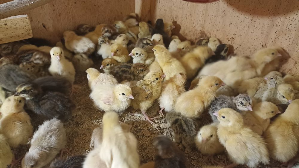 Перепілочки домашні