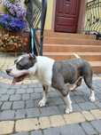 Pitbull suczka pitbull