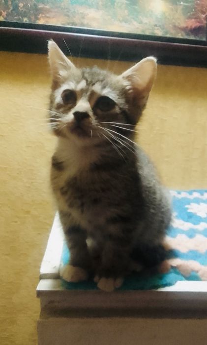 Кицюша в добрі руки.