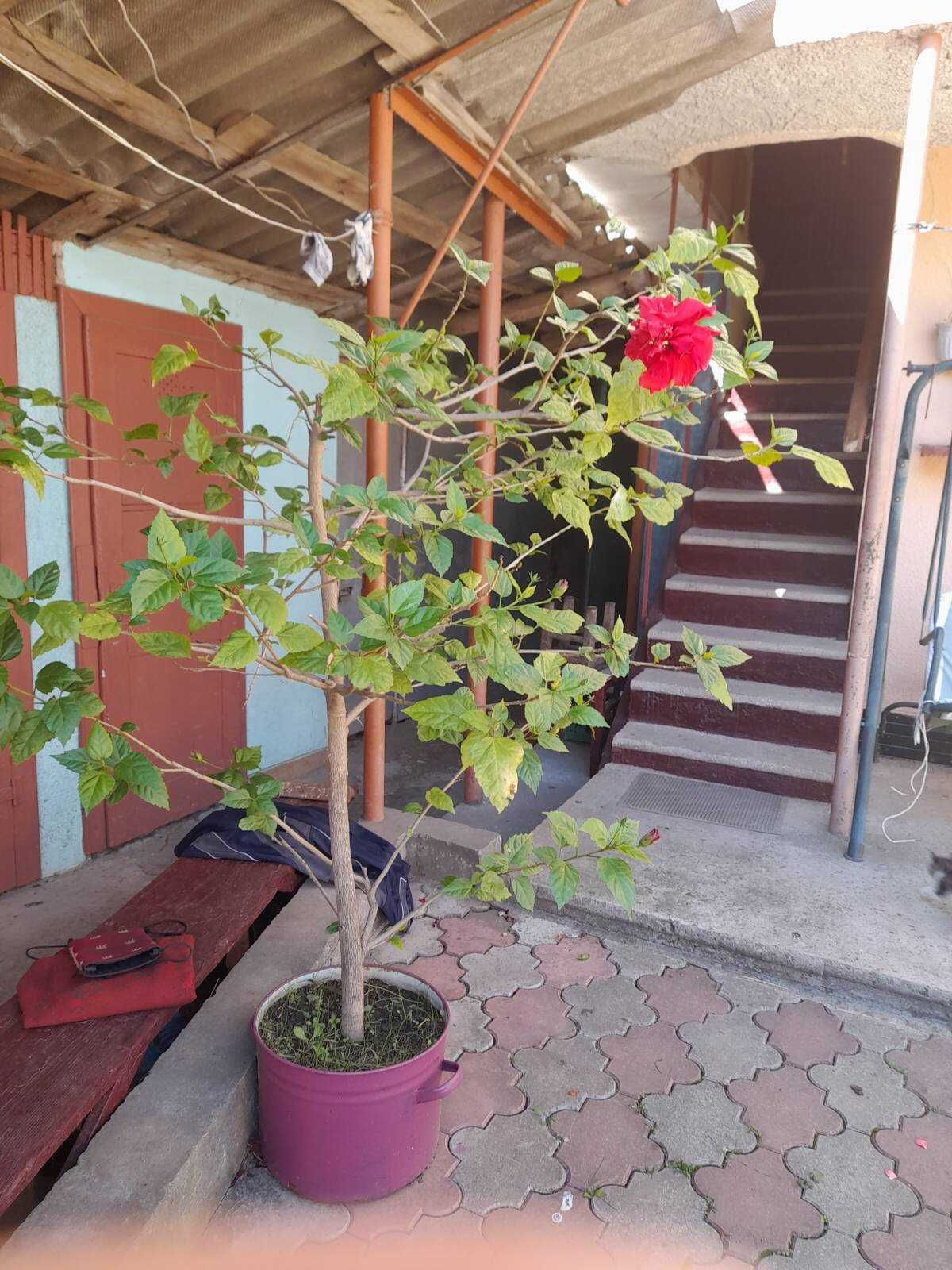Продам кімнатну рослину китайську розу.
