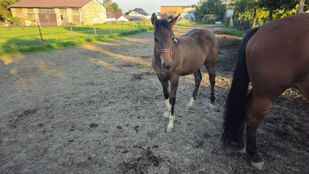 Sprzedam klacz  3/4 APH