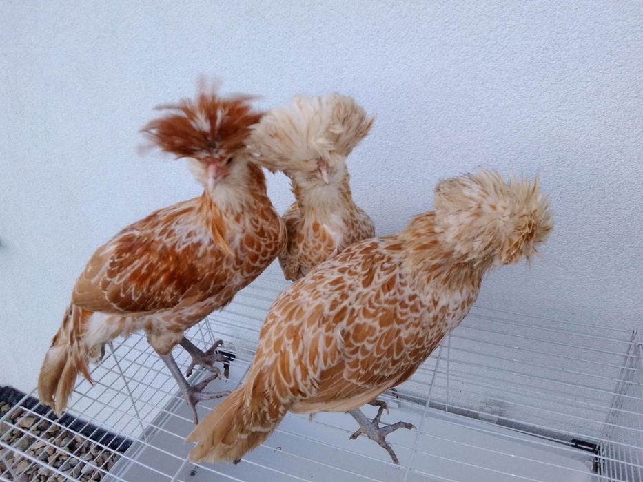 Czubatka Padewska wielbłądzia