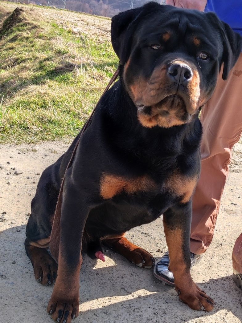 Suczka Rottweiler