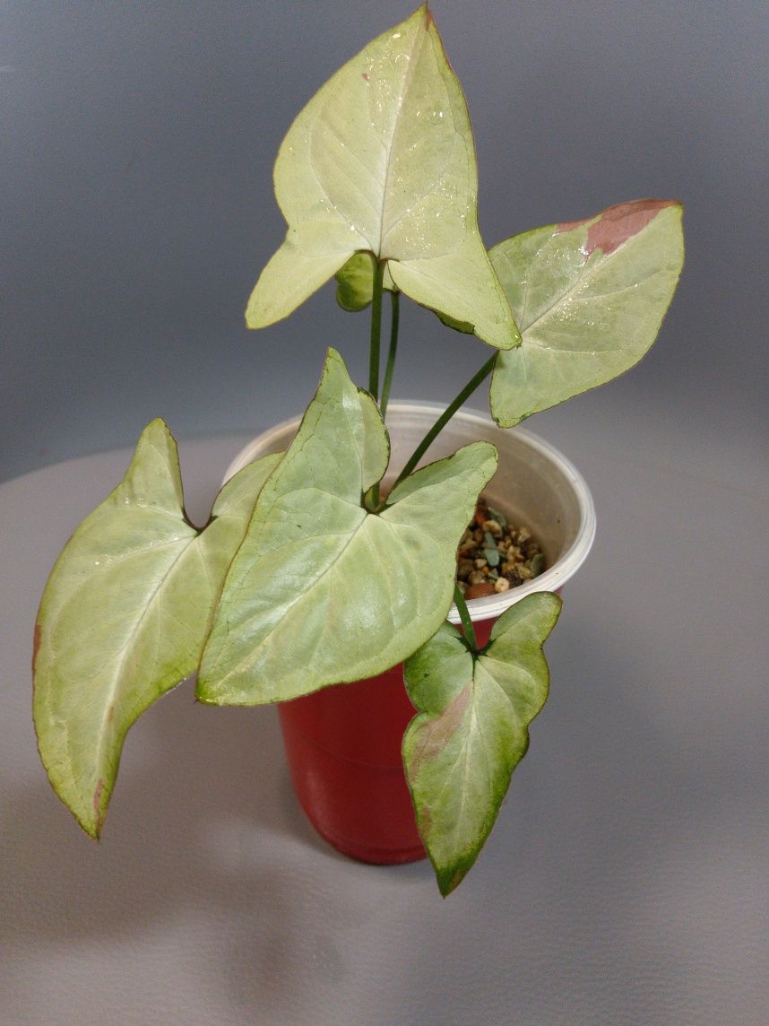 Syngonium Strawberry Milk