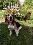 Beagle, 2 letni bigiel, adopcja za darmo oddam