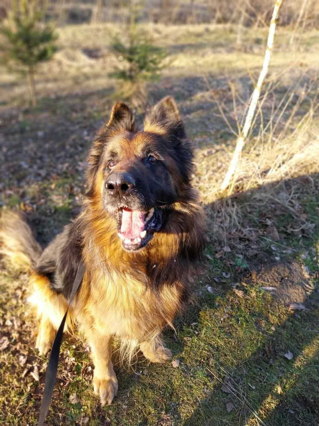 Rambo łagodny pies w typie Owczarek niemiecki szuka domu | 9 lat 50 kg
