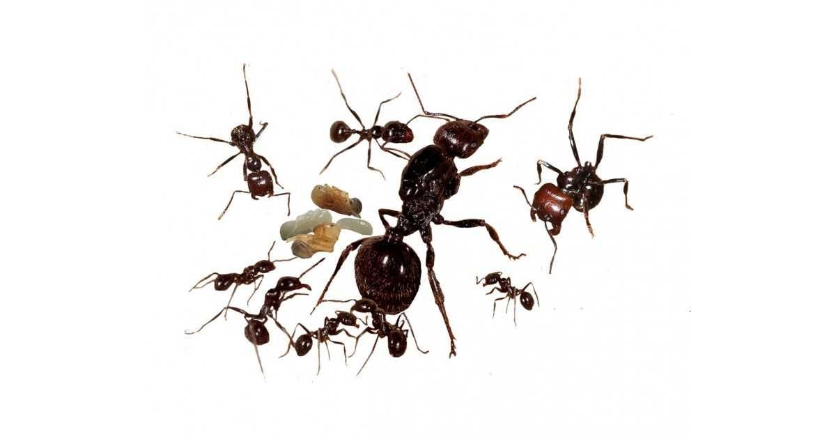 Messor Barbarus kolonia