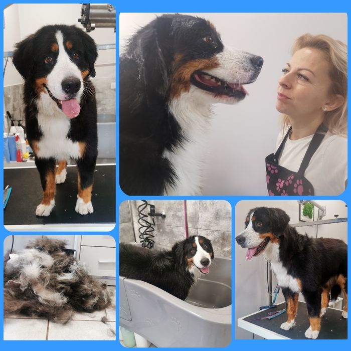 Strzyzenie psów, salon dla psów i kotów PUPIL