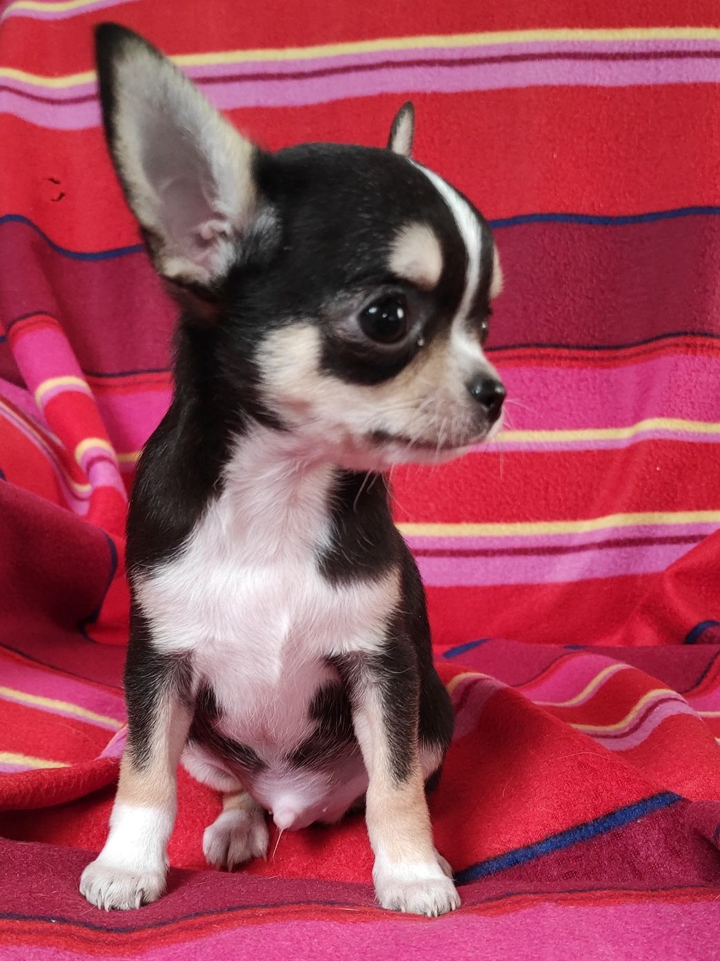 Chihuahua urocze maleństwa