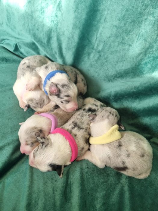 * * * piesek * * * blue merle tricolor Border Collie