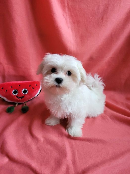 Śliczna sunia Maltańczyk