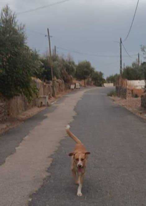 Sundance para adopçao