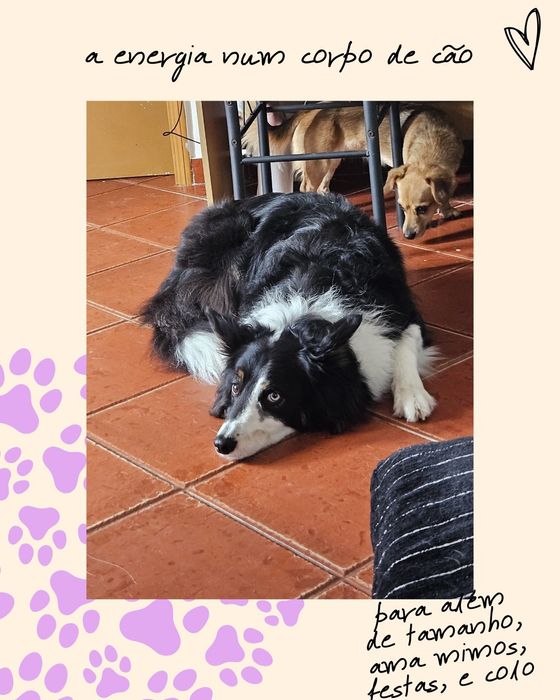 Petsitting Lisboa e dogwalking