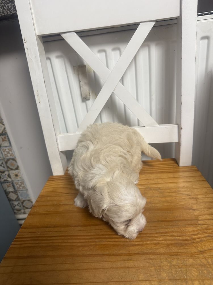 Maltipoo sunia juz do odbioru tata pudel toy badania