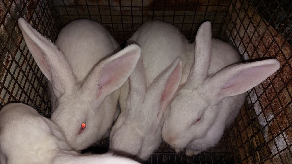 Кролики породи панон