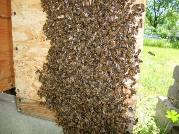 Pszczoły, rodziny pszczele, dadant, buckwast/krainka, Radom